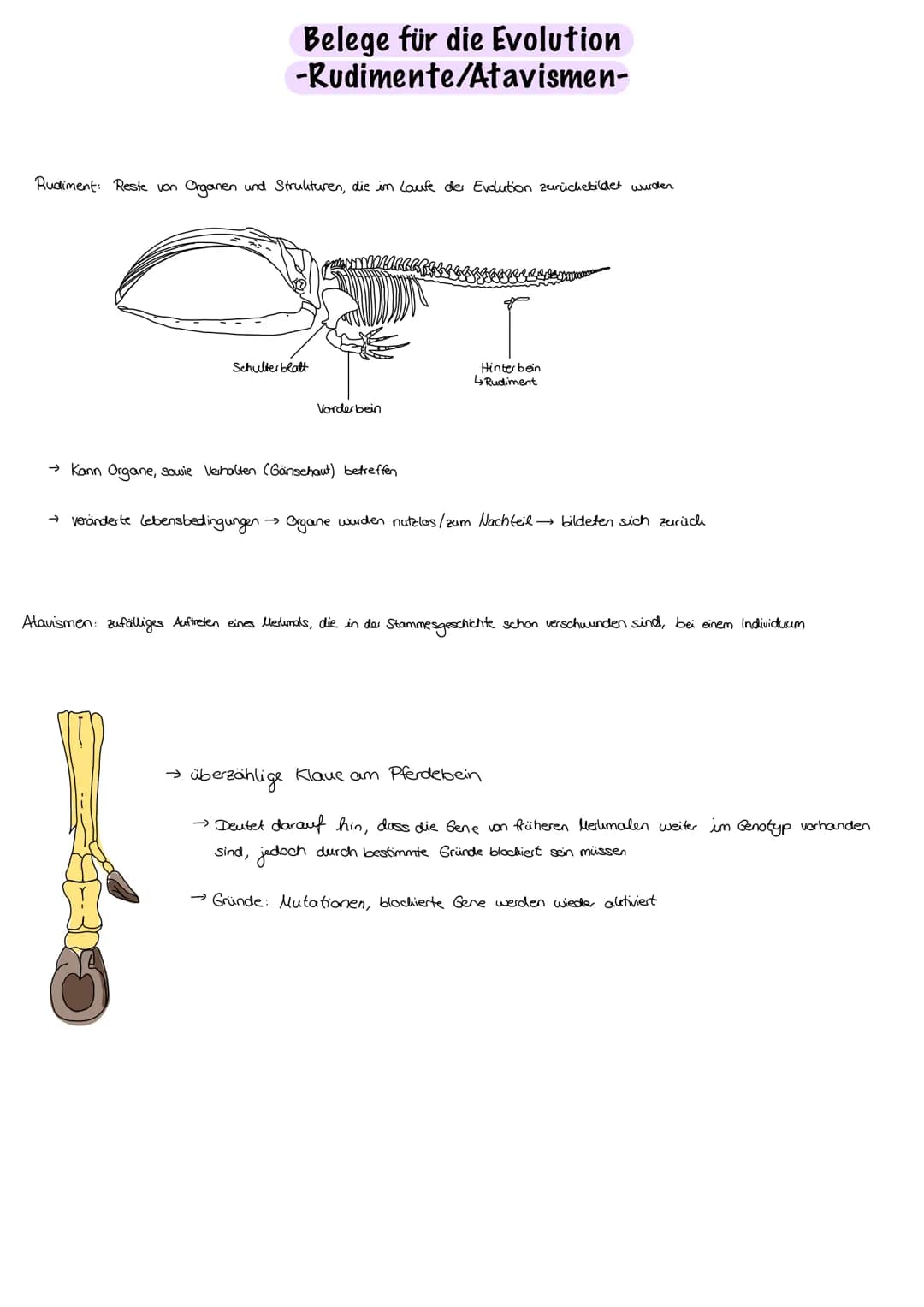 Evolution
Evolution:
nicht vom Menschen beabsichtigt, Anpassung an die Umweltbedingungen,
Entwicklung/Veränderung der phänotypischen Merkmal