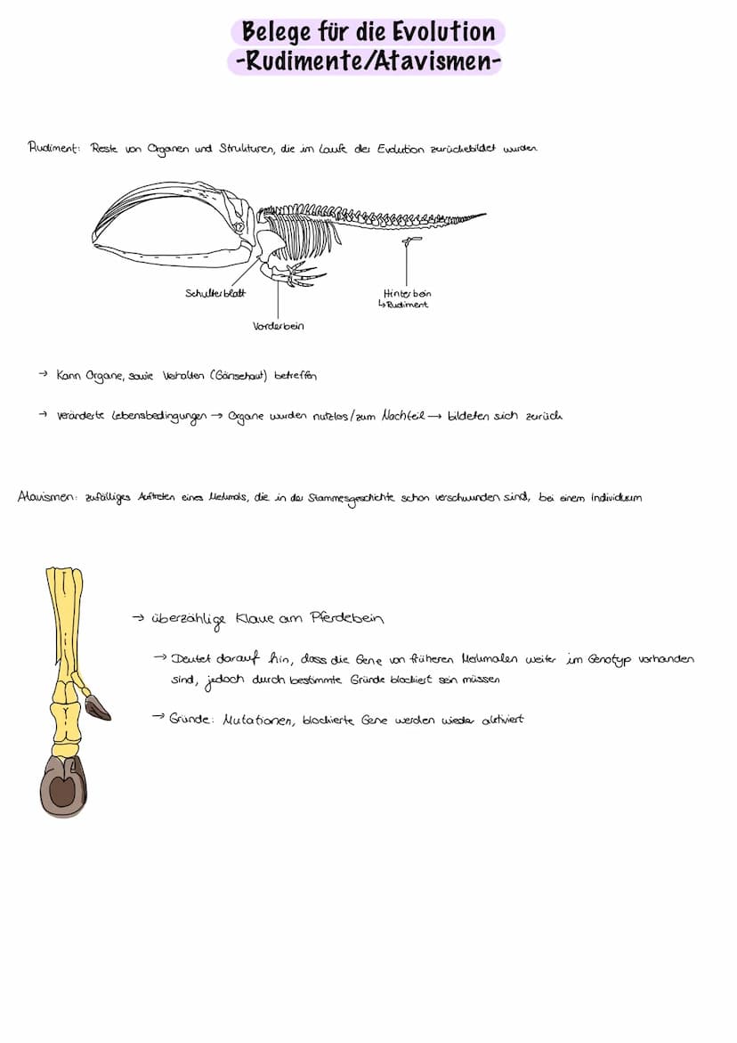 Evolution
Evolution:
nicht vom Menschen beabsichtigt, Anpassung an die Umweltbedingungen,
Entwicklung/Veränderung der phänotypischen Merkmal