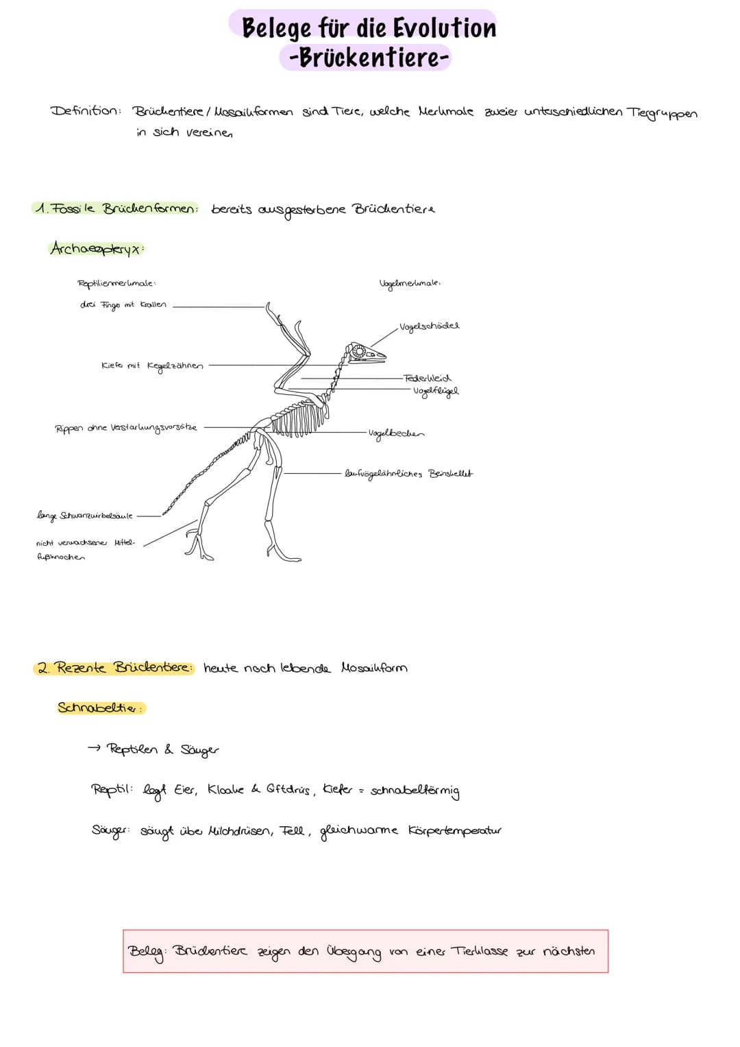 Evolution
Evolution:
nicht vom Menschen beabsichtigt, Anpassung an die Umweltbedingungen,
Entwicklung/Veränderung der phänotypischen Merkmal