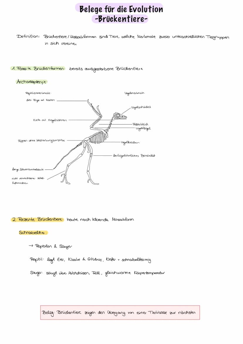 Evolution
Evolution:
nicht vom Menschen beabsichtigt, Anpassung an die Umweltbedingungen,
Entwicklung/Veränderung der phänotypischen Merkmal