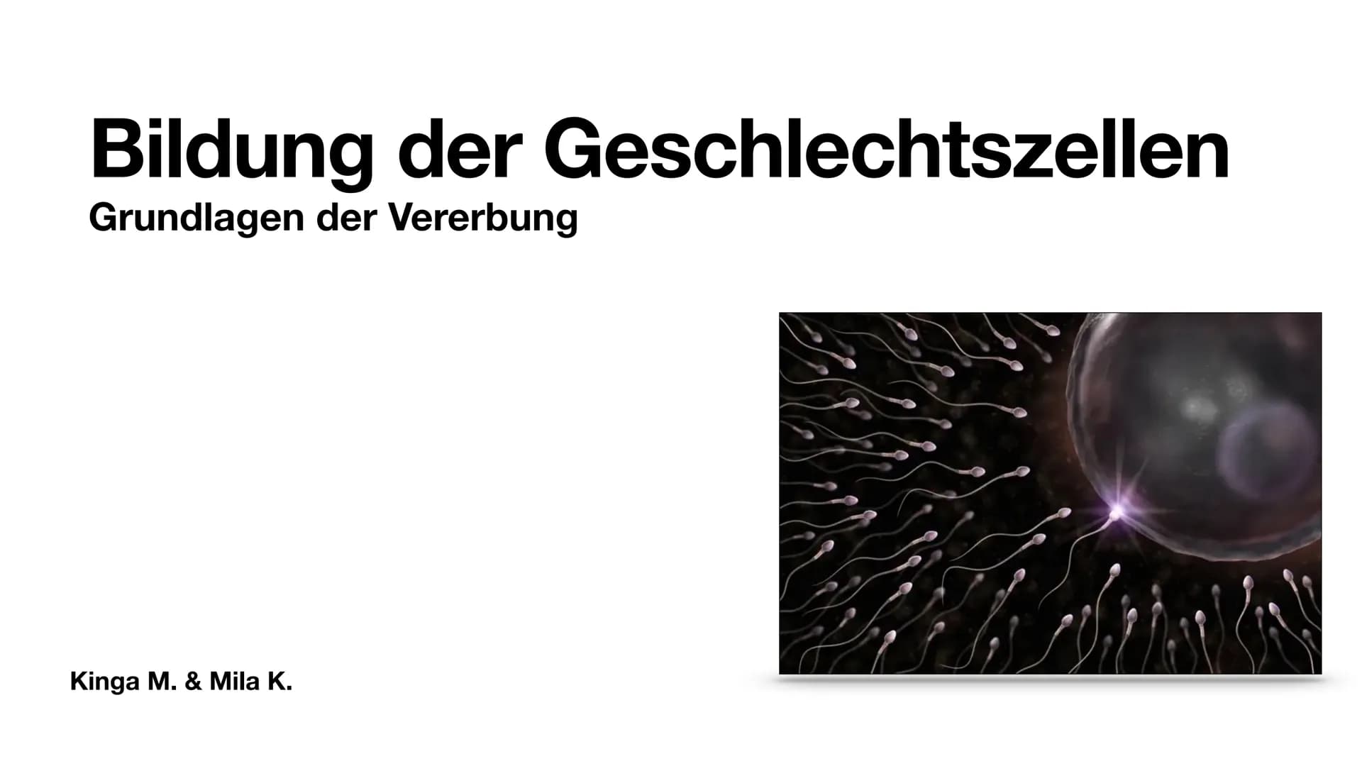 Bildung der Geschlechtszellen
Grundlagen der Vererbung
Kinga M. & Mila K. Gliederung
Bildung der Geschlechtszellen
●
●
●
Geschlechtszellen
M