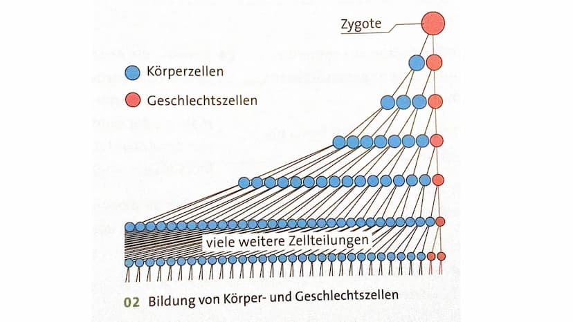 Bildung der Geschlechtszellen
Grundlagen der Vererbung
Kinga M. & Mila K. Gliederung
Bildung der Geschlechtszellen
●
●
●
Geschlechtszellen
M