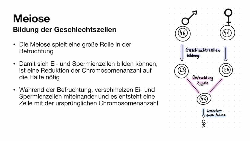 Bildung der Geschlechtszellen
Grundlagen der Vererbung
Kinga M. & Mila K. Gliederung
Bildung der Geschlechtszellen
●
●
●
Geschlechtszellen
M