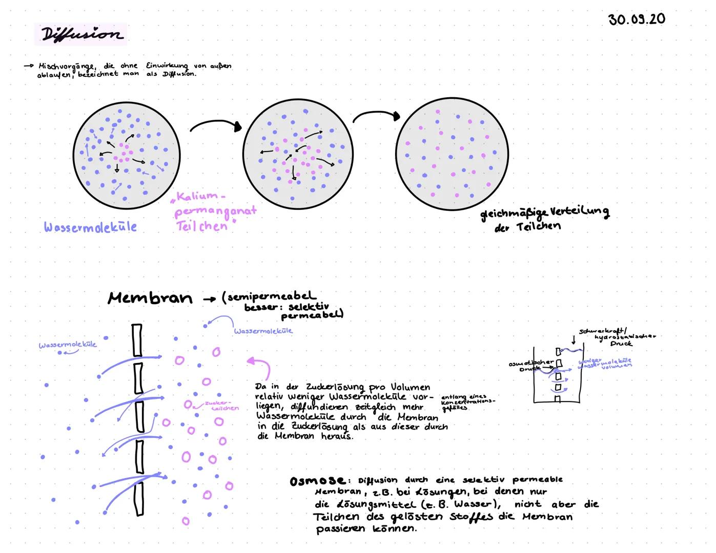 Diffusion
→ Mischvorgänge, die ohne Einwirkung von außen
ablaufen, bezeichnet man als Diffusion.
Wassermolekule
Wassermoleküle
Membran → (se