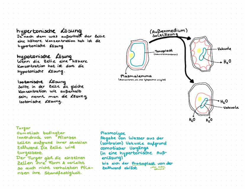 Diffusion
→ Mischvorgänge, die ohne Einwirkung von außen
ablaufen, bezeichnet man als Diffusion.
Wassermolekule
Wassermoleküle
Membran → (se