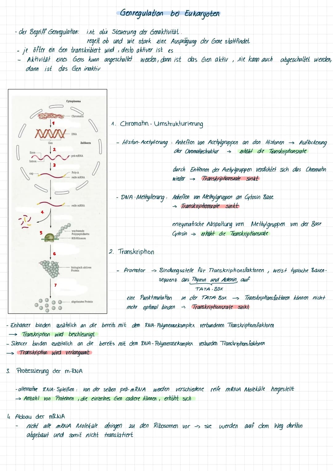 - der Begriff Genregulation ist die Steuerung der Genaktivität.
regelt ob und wie stark eine Ausprägung der Gene stattfindet
- je öfter ein 