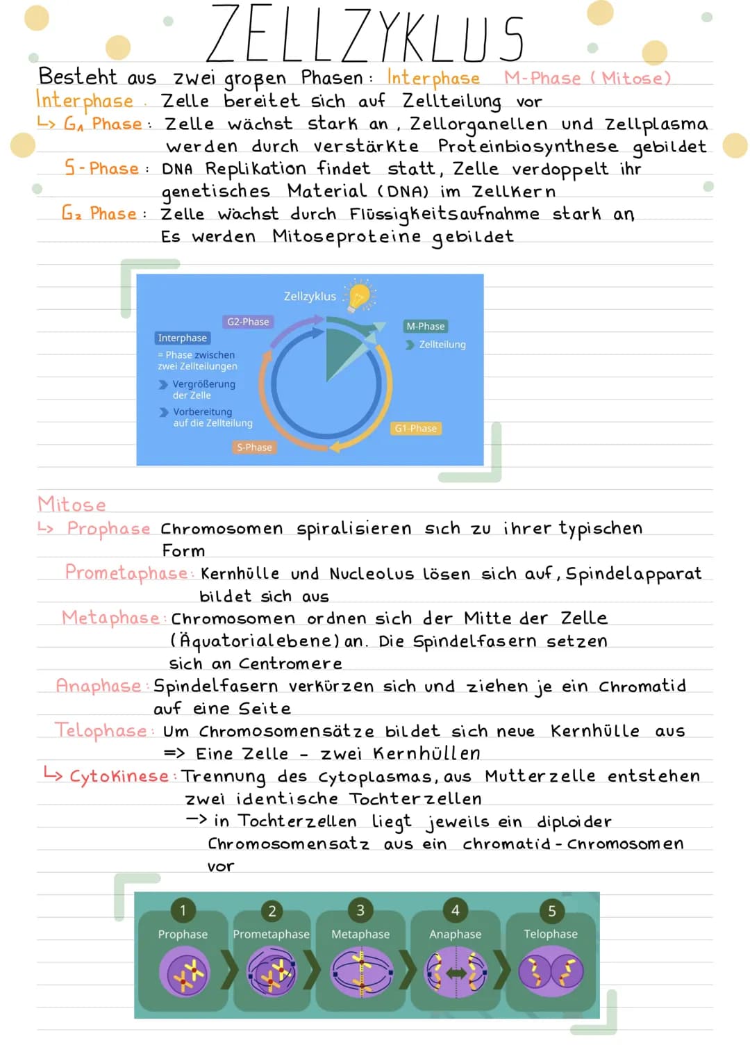ZELLZYKLUS
Besteht aus zwei großen Phasen: Interphase M-Phase (Mitose)
Interphase Zelle bereitet sich auf Zellteilung vor
L> GA Phase: Zelle