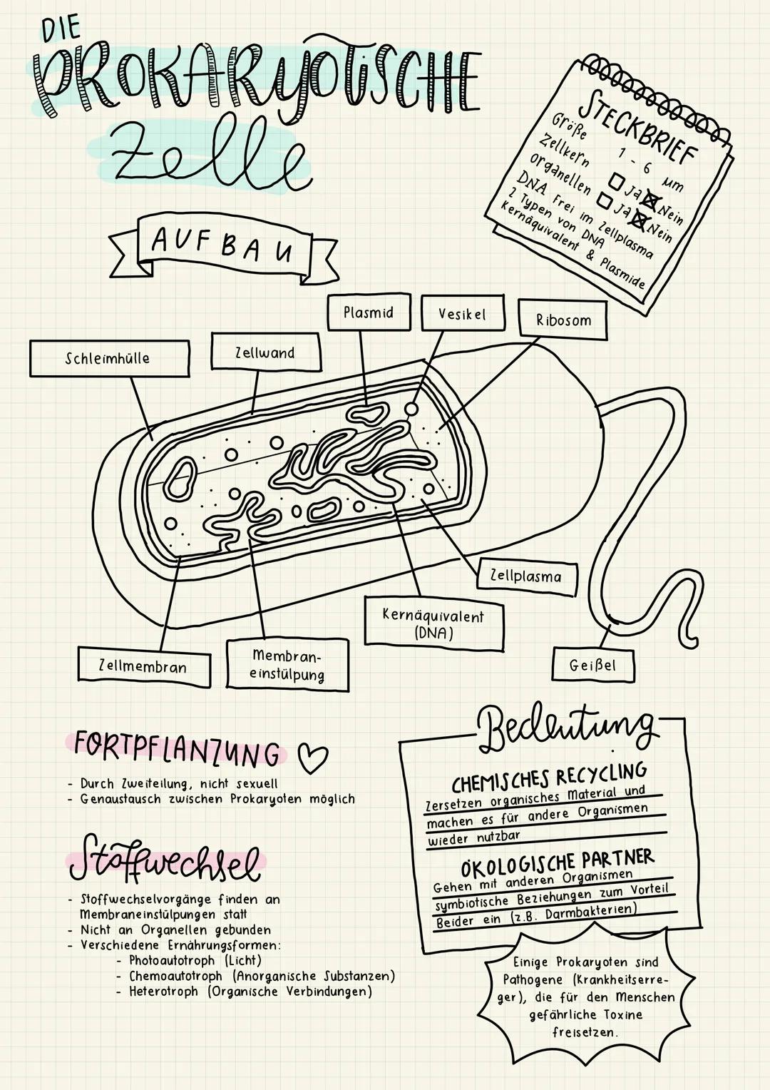 PROKARYOUSCHE
Zelle
AUFBAU
DIE
Schleimhülle
Zellmembran
Zellwand
-
Membran-
einstülpung
Stoffwechsel
Stoffwechselvorgänge finden an
Membrane