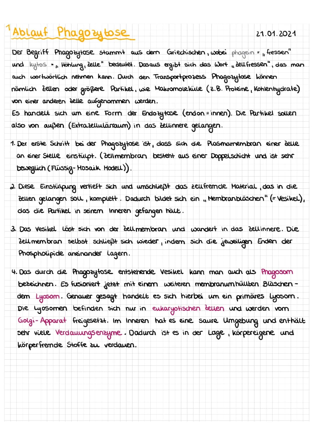 Phagozytose: Einfach Erklärt mit Beispielen