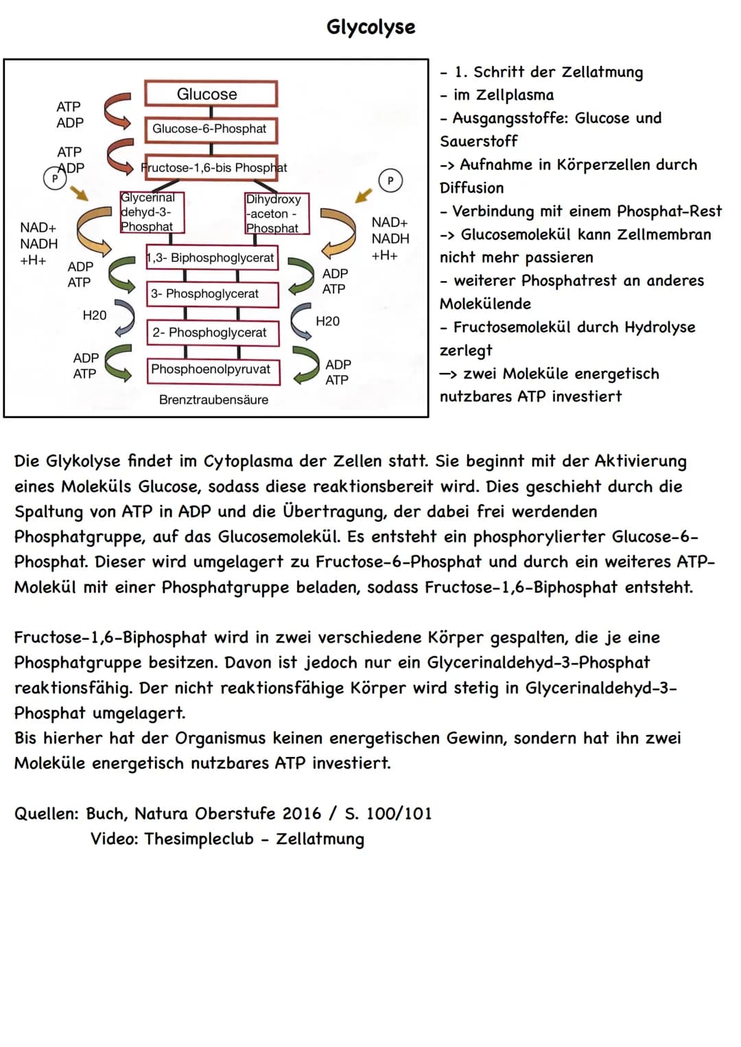 ATP
ADP
ATP
ADP
NAD+
NADH
+H+
ADP
ATP
H20
ADP
ATP
Glucose
Glucose-6-Phosphat
Fructose-1,6-bis Phosphat
Glycerinal
dehyd-3-
Phosphat
Dihydrox