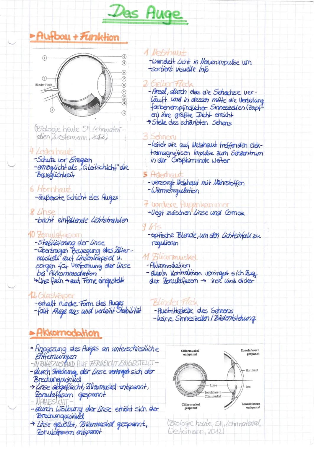 Aufbau + Funktion
0
Das Auge
Blinder Fleck
5
6
(Biologie heute Si Jehomaten-
alien westermann, 2012,
14 Lederhaut
-Schutz vor
Erregern
-ermö