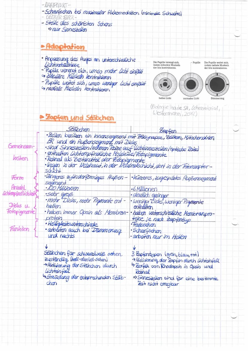 Aufbau + Funktion
0
Das Auge
Blinder Fleck
5
6
(Biologie heute Si Jehomaten-
alien westermann, 2012,
14 Lederhaut
-Schutz vor
Erregern
-ermö