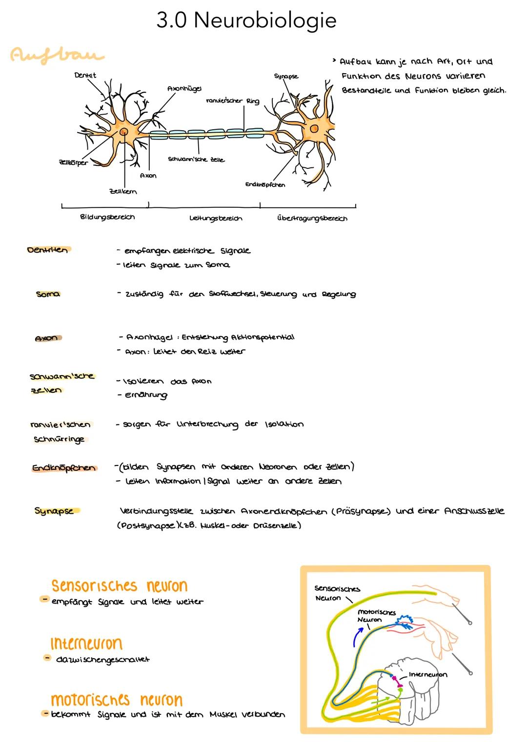Aufbau

3.0 Neurobiologie

Dentit

Synapse

Axonhügel
ranvierscher Ring

zellikörper
Dentriten

Soma

Axon

Schwann'sche Zelle

Axon

Zellke