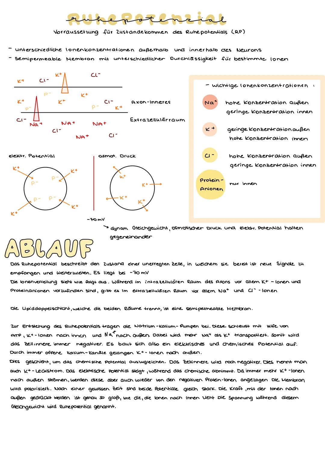Aufbau

3.0 Neurobiologie

Dentit

Synapse

Axonhügel
ranvierscher Ring

zellikörper
Dentriten

Soma

Axon

Schwann'sche Zelle

Axon

Zellke