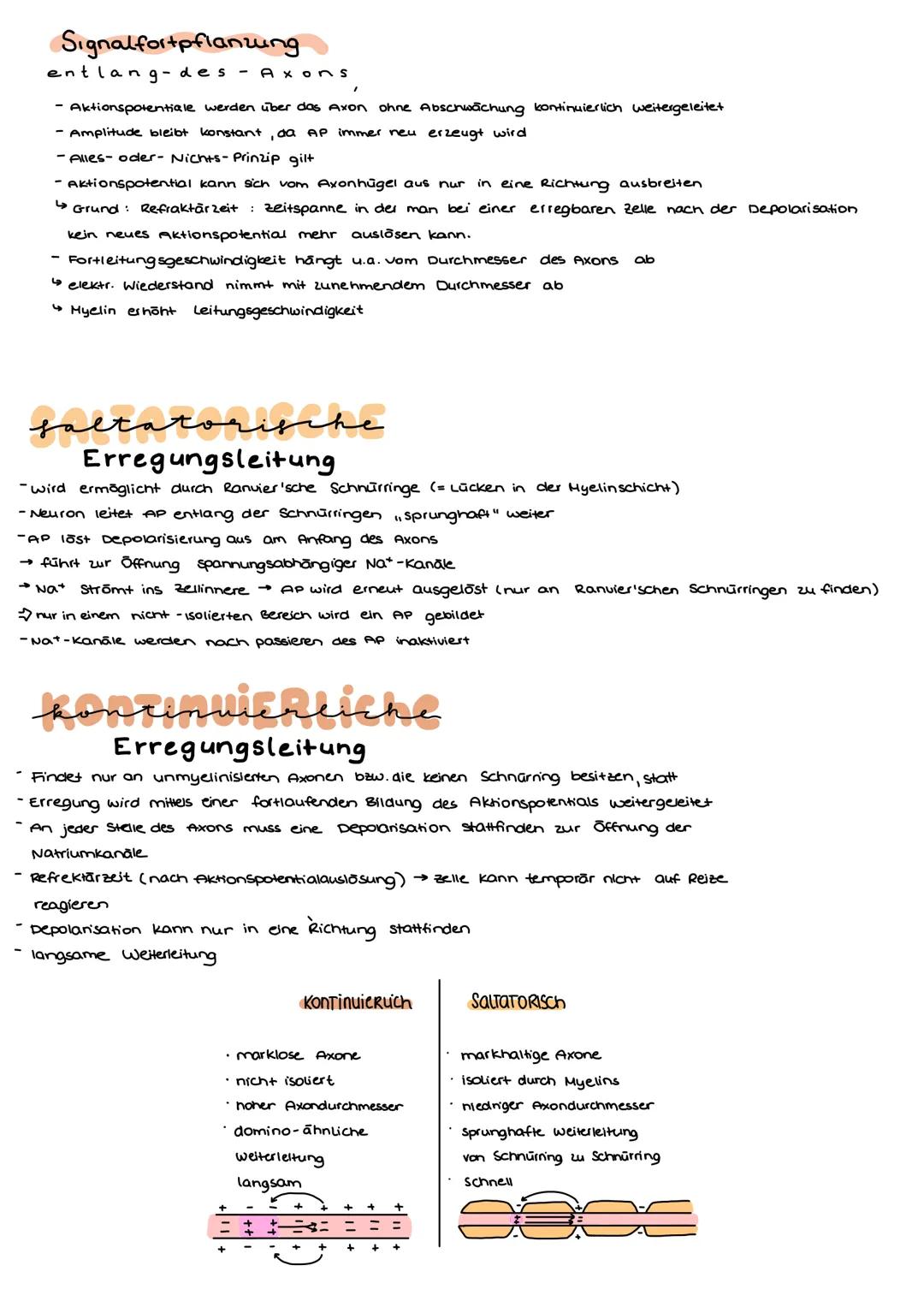 Aufbau

3.0 Neurobiologie

Dentit

Synapse

Axonhügel
ranvierscher Ring

zellikörper
Dentriten

Soma

Axon

Schwann'sche Zelle

Axon

Zellke