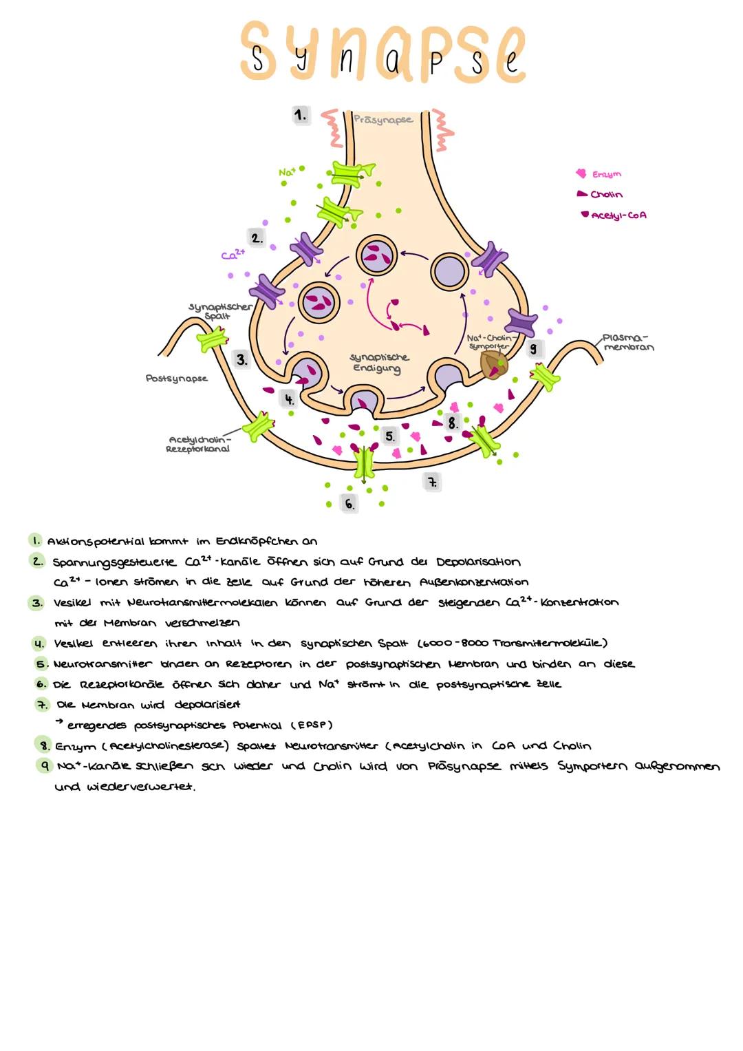 Aufbau

3.0 Neurobiologie

Dentit

Synapse

Axonhügel
ranvierscher Ring

zellikörper
Dentriten

Soma

Axon

Schwann'sche Zelle

Axon

Zellke