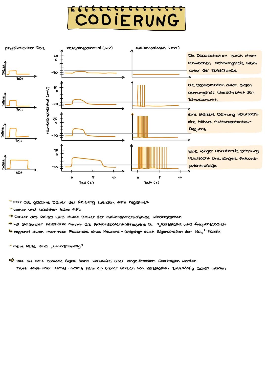 Aufbau

3.0 Neurobiologie

Dentit

Synapse

Axonhügel
ranvierscher Ring

zellikörper
Dentriten

Soma

Axon

Schwann'sche Zelle

Axon

Zellke
