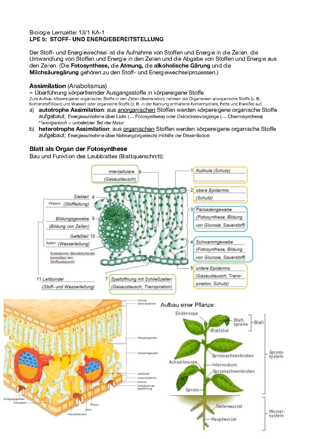 Alles über den Aufbau und die Funktion von Laubblättern: Arbeitsblatt und Photosynthese erklärt