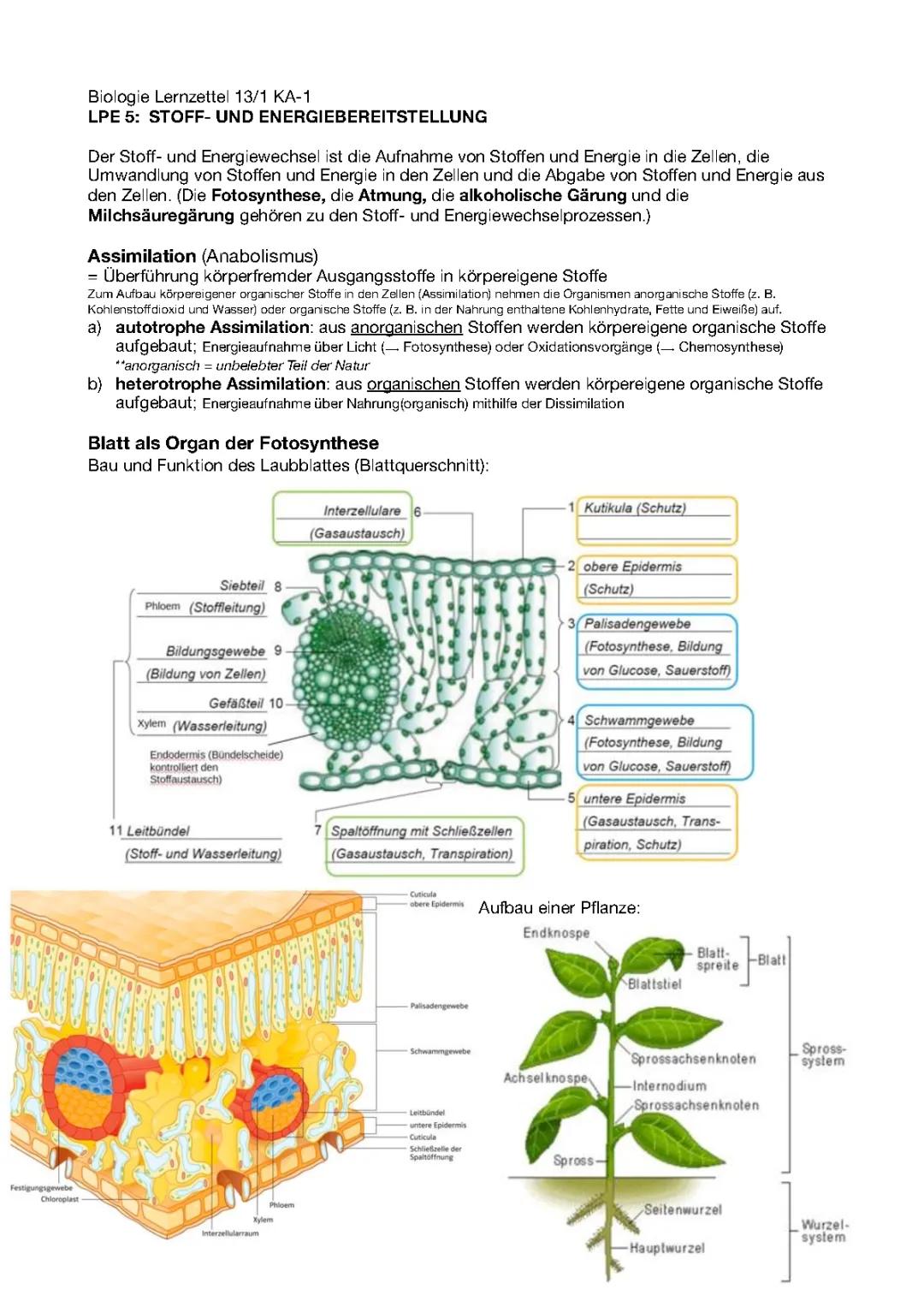 Alles über den Aufbau und die Funktion von Laubblättern: Arbeitsblatt und Photosynthese erklärt