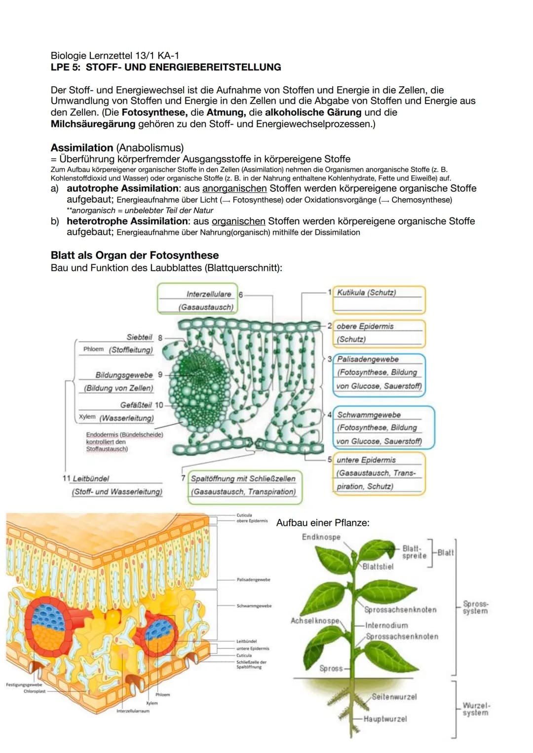 Festigungsgewebe
Chloroplast
Biologie Lernzettel 13/1 KA-1
LPE 5: STOFF- UND ENERGIEBEREITSTELLUNG
Der Stoff- und Energiewechsel ist die Auf