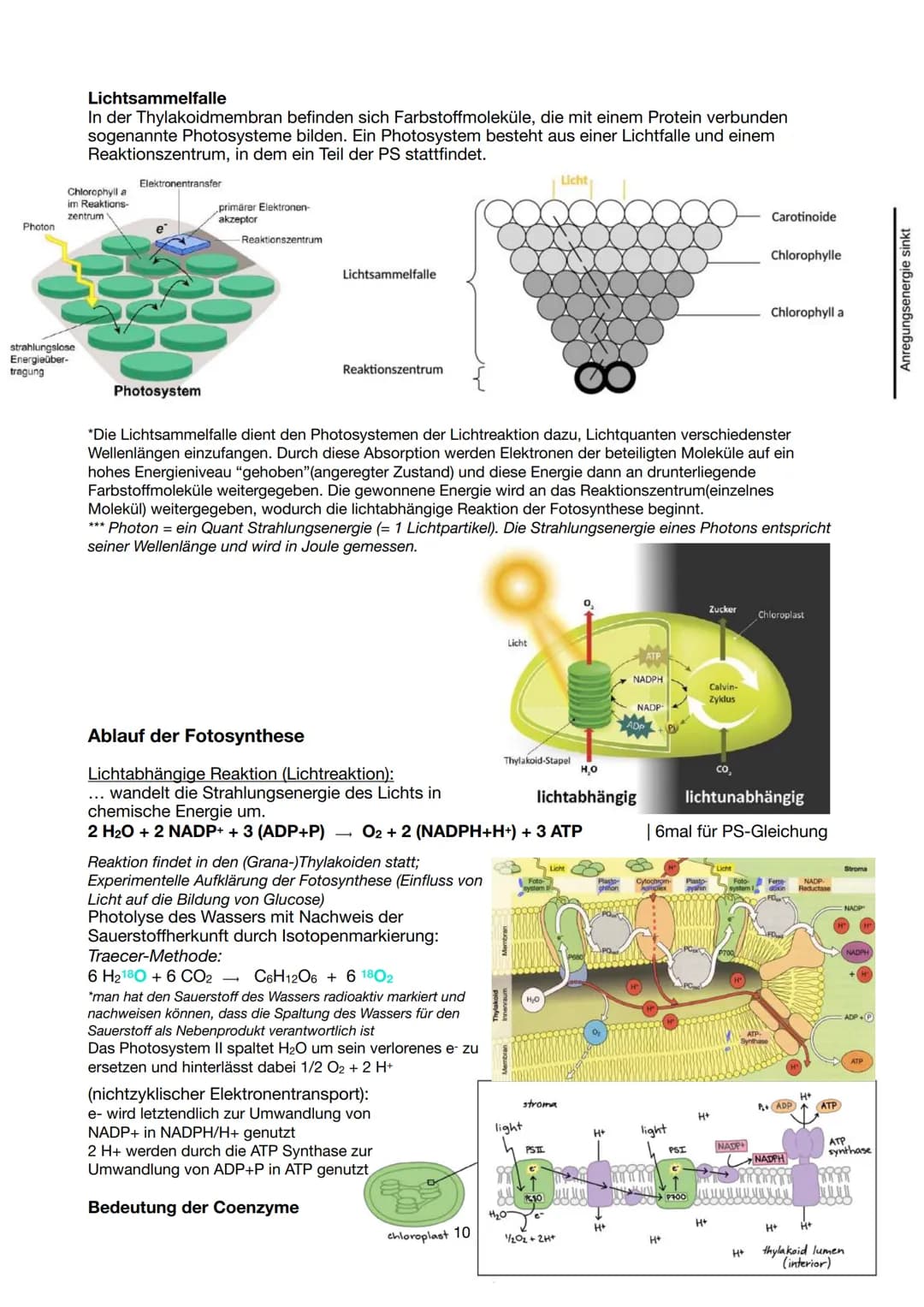 Festigungsgewebe
Chloroplast
Biologie Lernzettel 13/1 KA-1
LPE 5: STOFF- UND ENERGIEBEREITSTELLUNG
Der Stoff- und Energiewechsel ist die Auf