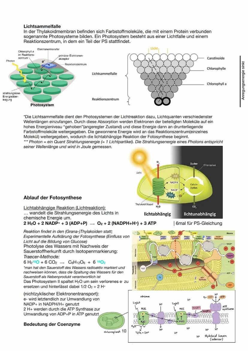 Festigungsgewebe
Chloroplast
Biologie Lernzettel 13/1 KA-1
LPE 5: STOFF- UND ENERGIEBEREITSTELLUNG
Der Stoff- und Energiewechsel ist die Auf