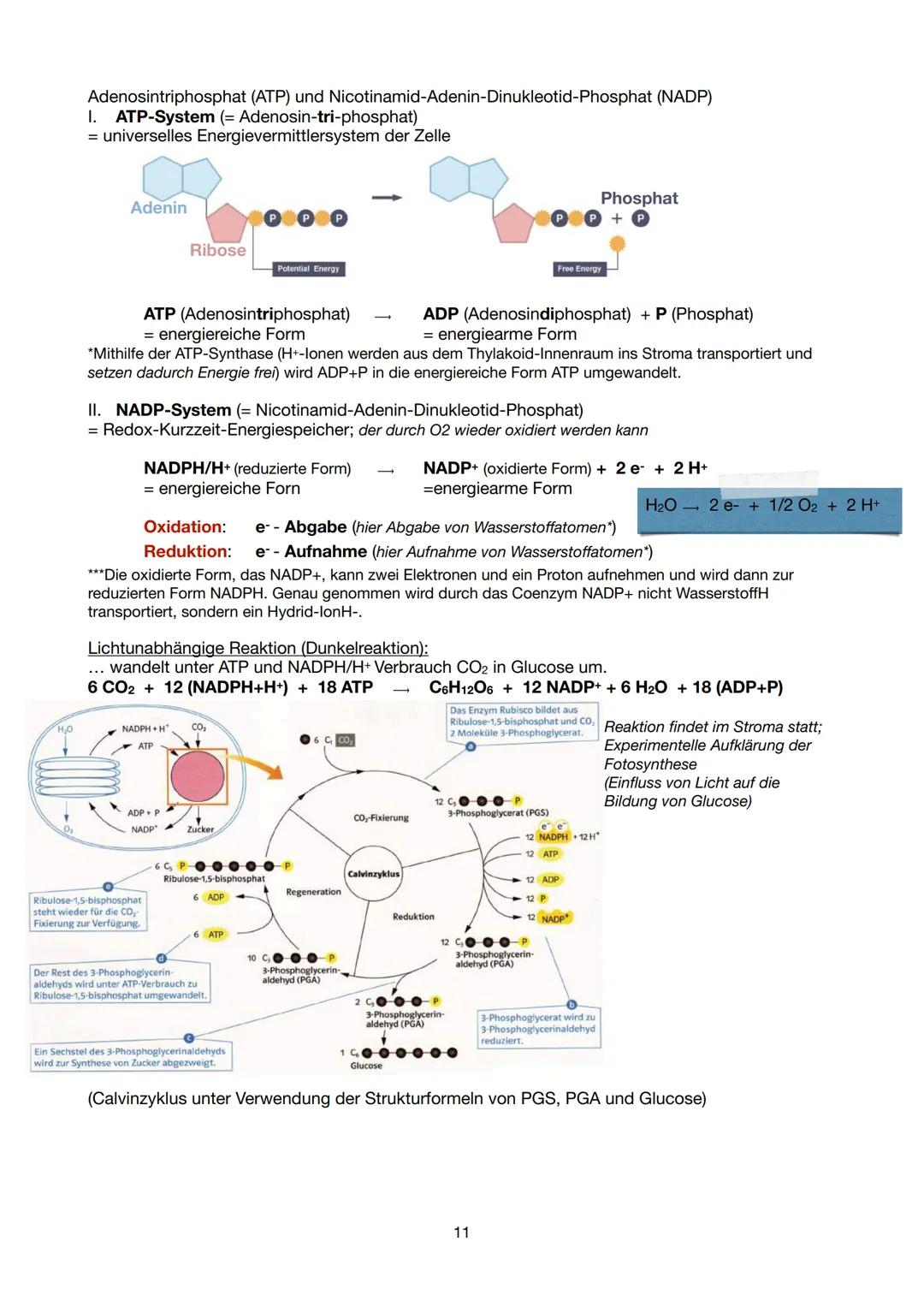 Festigungsgewebe
Chloroplast
Biologie Lernzettel 13/1 KA-1
LPE 5: STOFF- UND ENERGIEBEREITSTELLUNG
Der Stoff- und Energiewechsel ist die Auf