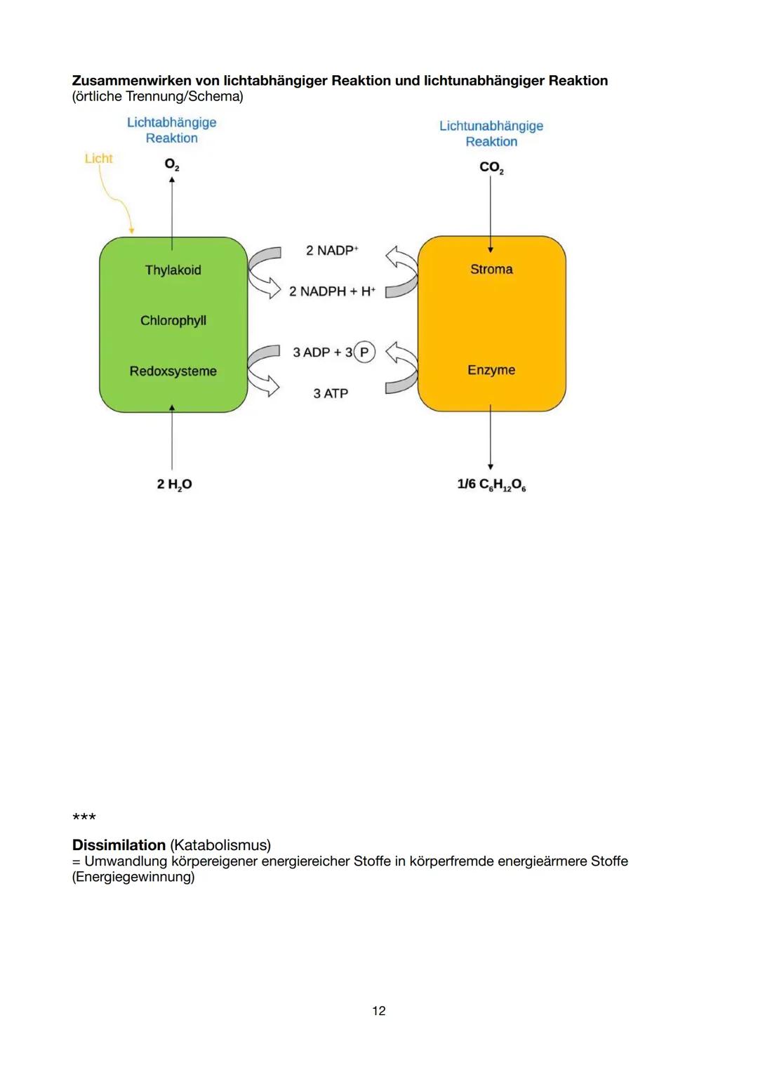 Festigungsgewebe
Chloroplast
Biologie Lernzettel 13/1 KA-1
LPE 5: STOFF- UND ENERGIEBEREITSTELLUNG
Der Stoff- und Energiewechsel ist die Auf