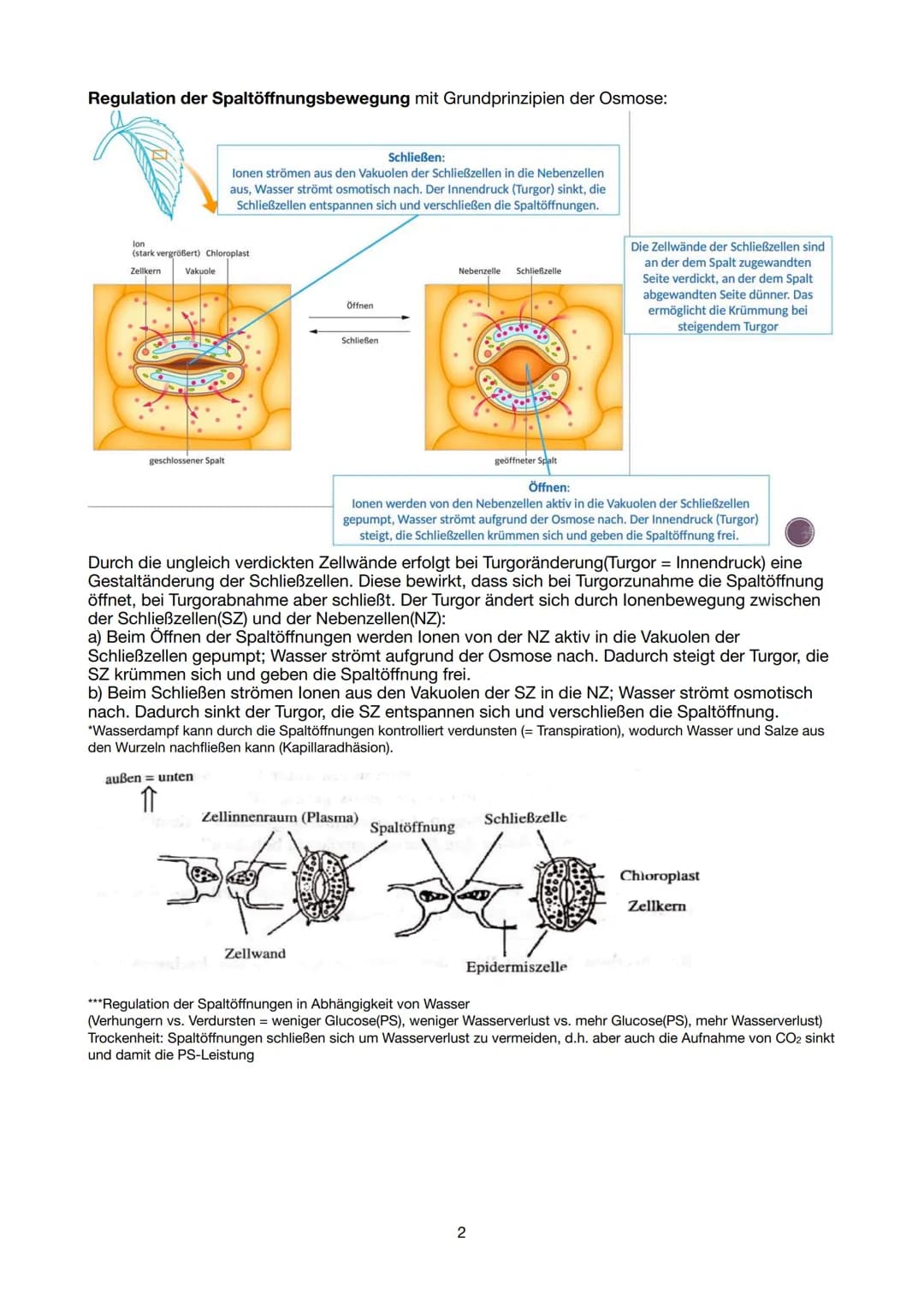 Festigungsgewebe
Chloroplast
Biologie Lernzettel 13/1 KA-1
LPE 5: STOFF- UND ENERGIEBEREITSTELLUNG
Der Stoff- und Energiewechsel ist die Auf