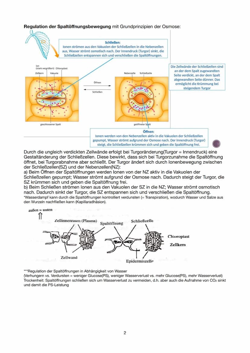 Festigungsgewebe
Chloroplast
Biologie Lernzettel 13/1 KA-1
LPE 5: STOFF- UND ENERGIEBEREITSTELLUNG
Der Stoff- und Energiewechsel ist die Auf