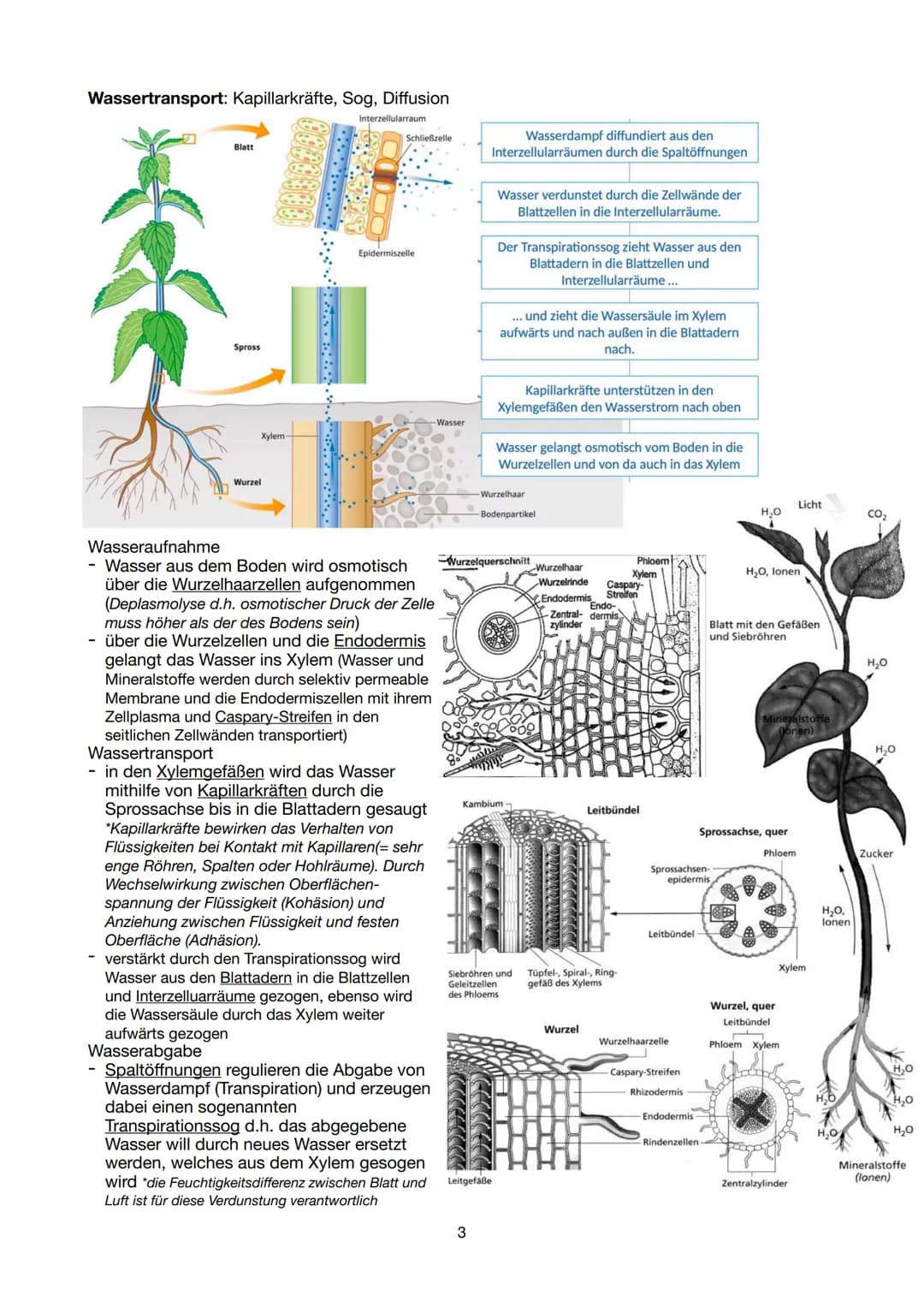 Festigungsgewebe
Chloroplast
Biologie Lernzettel 13/1 KA-1
LPE 5: STOFF- UND ENERGIEBEREITSTELLUNG
Der Stoff- und Energiewechsel ist die Auf