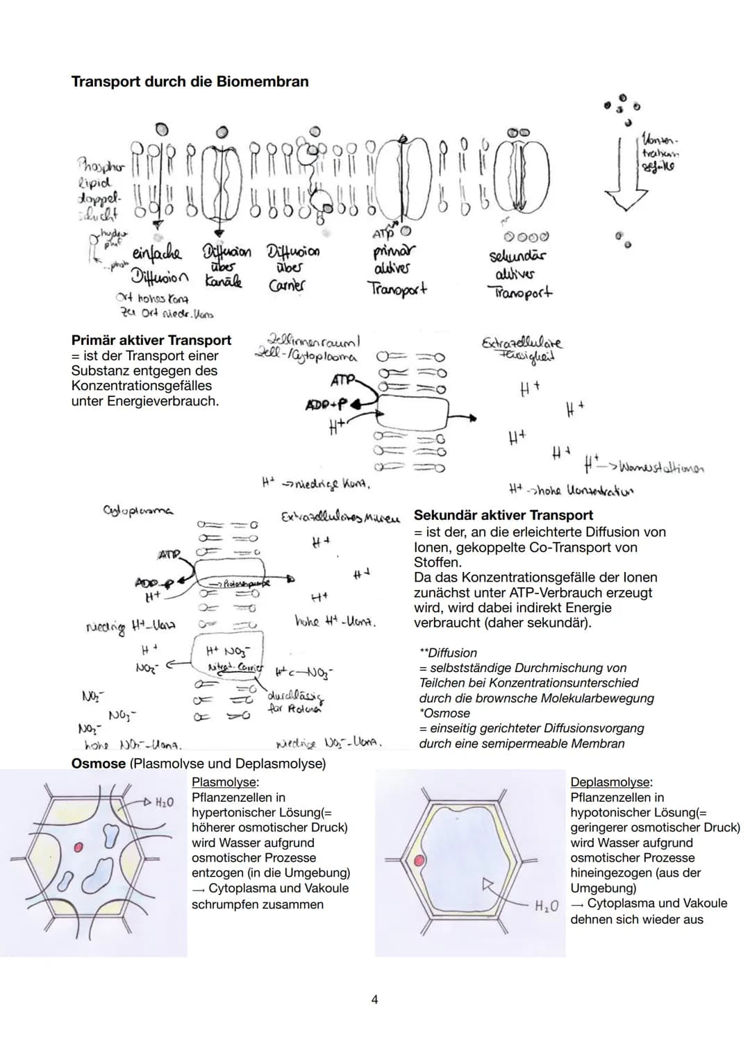 Festigungsgewebe
Chloroplast
Biologie Lernzettel 13/1 KA-1
LPE 5: STOFF- UND ENERGIEBEREITSTELLUNG
Der Stoff- und Energiewechsel ist die Auf