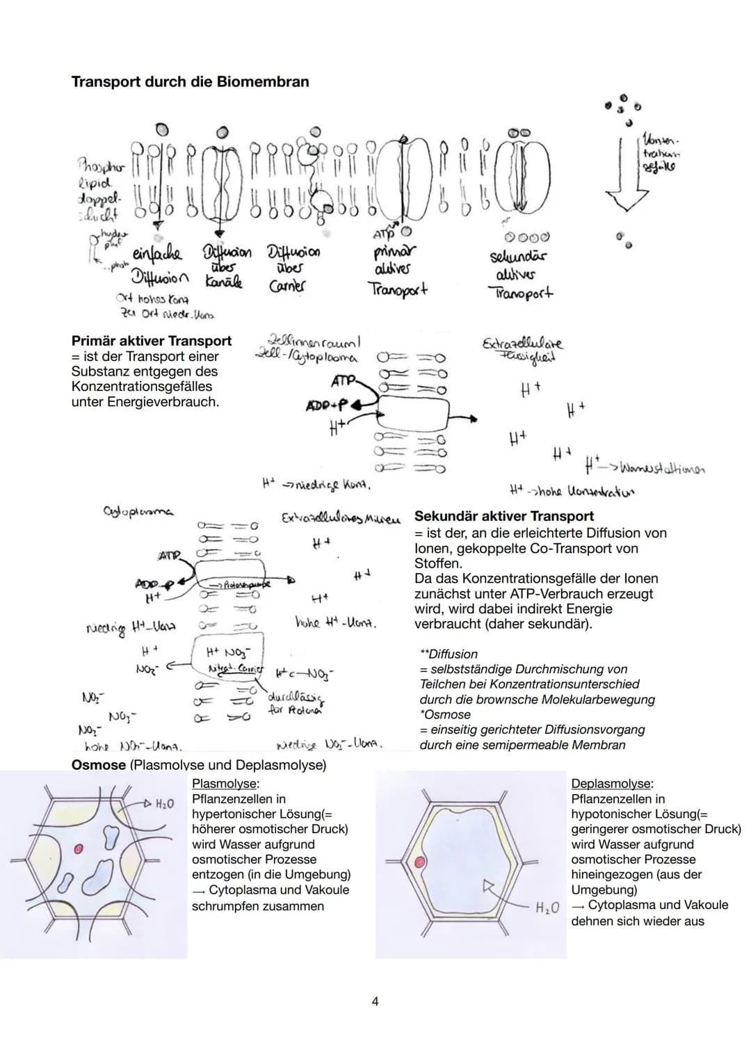 Festigungsgewebe
Chloroplast
Biologie Lernzettel 13/1 KA-1
LPE 5: STOFF- UND ENERGIEBEREITSTELLUNG
Der Stoff- und Energiewechsel ist die Auf