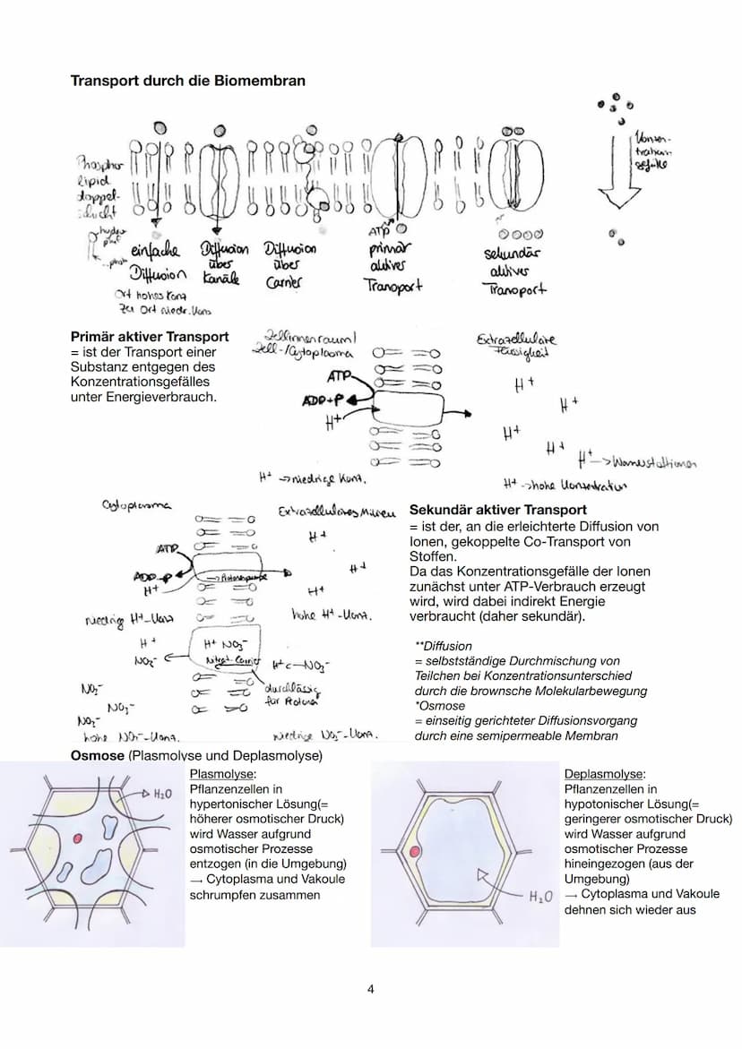 Festigungsgewebe
Chloroplast
Biologie Lernzettel 13/1 KA-1
LPE 5: STOFF- UND ENERGIEBEREITSTELLUNG
Der Stoff- und Energiewechsel ist die Auf