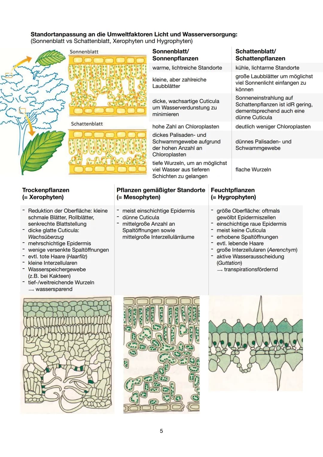 Festigungsgewebe
Chloroplast
Biologie Lernzettel 13/1 KA-1
LPE 5: STOFF- UND ENERGIEBEREITSTELLUNG
Der Stoff- und Energiewechsel ist die Auf