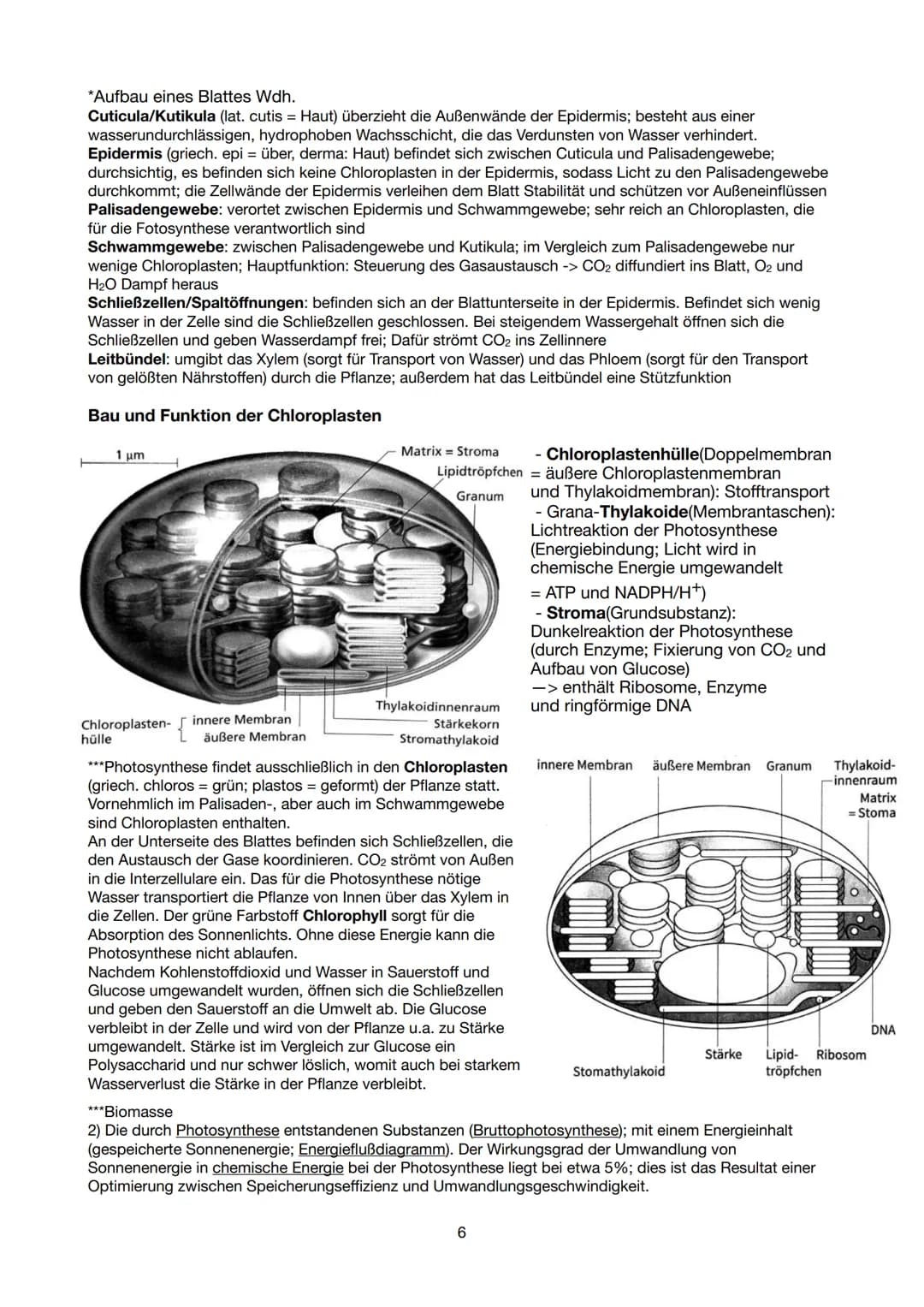 Festigungsgewebe
Chloroplast
Biologie Lernzettel 13/1 KA-1
LPE 5: STOFF- UND ENERGIEBEREITSTELLUNG
Der Stoff- und Energiewechsel ist die Auf