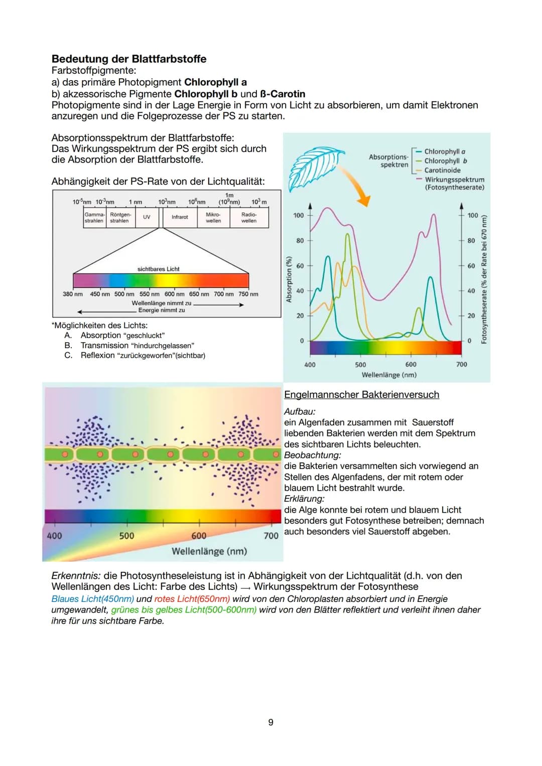 Festigungsgewebe
Chloroplast
Biologie Lernzettel 13/1 KA-1
LPE 5: STOFF- UND ENERGIEBEREITSTELLUNG
Der Stoff- und Energiewechsel ist die Auf