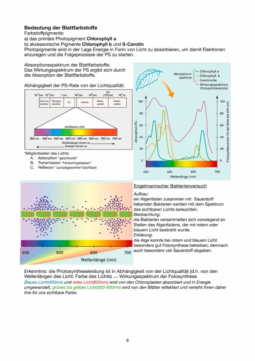 Festigungsgewebe
Chloroplast
Biologie Lernzettel 13/1 KA-1
LPE 5: STOFF- UND ENERGIEBEREITSTELLUNG
Der Stoff- und Energiewechsel ist die Auf