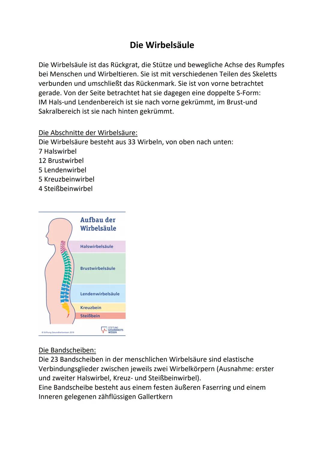 Die Wirbelsäule ist das Rückgrat, die Stütze und bewegliche Achse des Rumpfes
bei Menschen und Wirbeltieren. Sie ist mit verschiedenen Teile