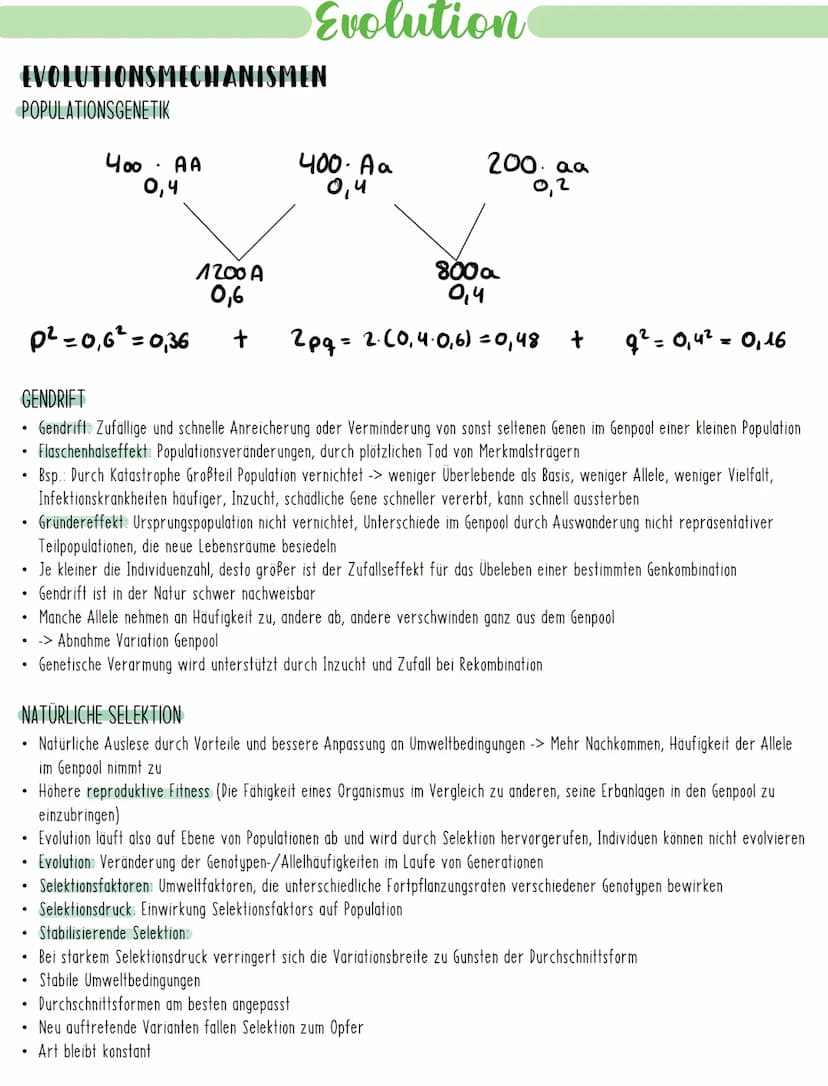 Evolution
EVOLUTIONSMECHANISMEN
GENETISCHE VARIABILITÄT
Entstehung von Arten durch Evolutionsfaktoren, welche die Ursachen der Variabilität 