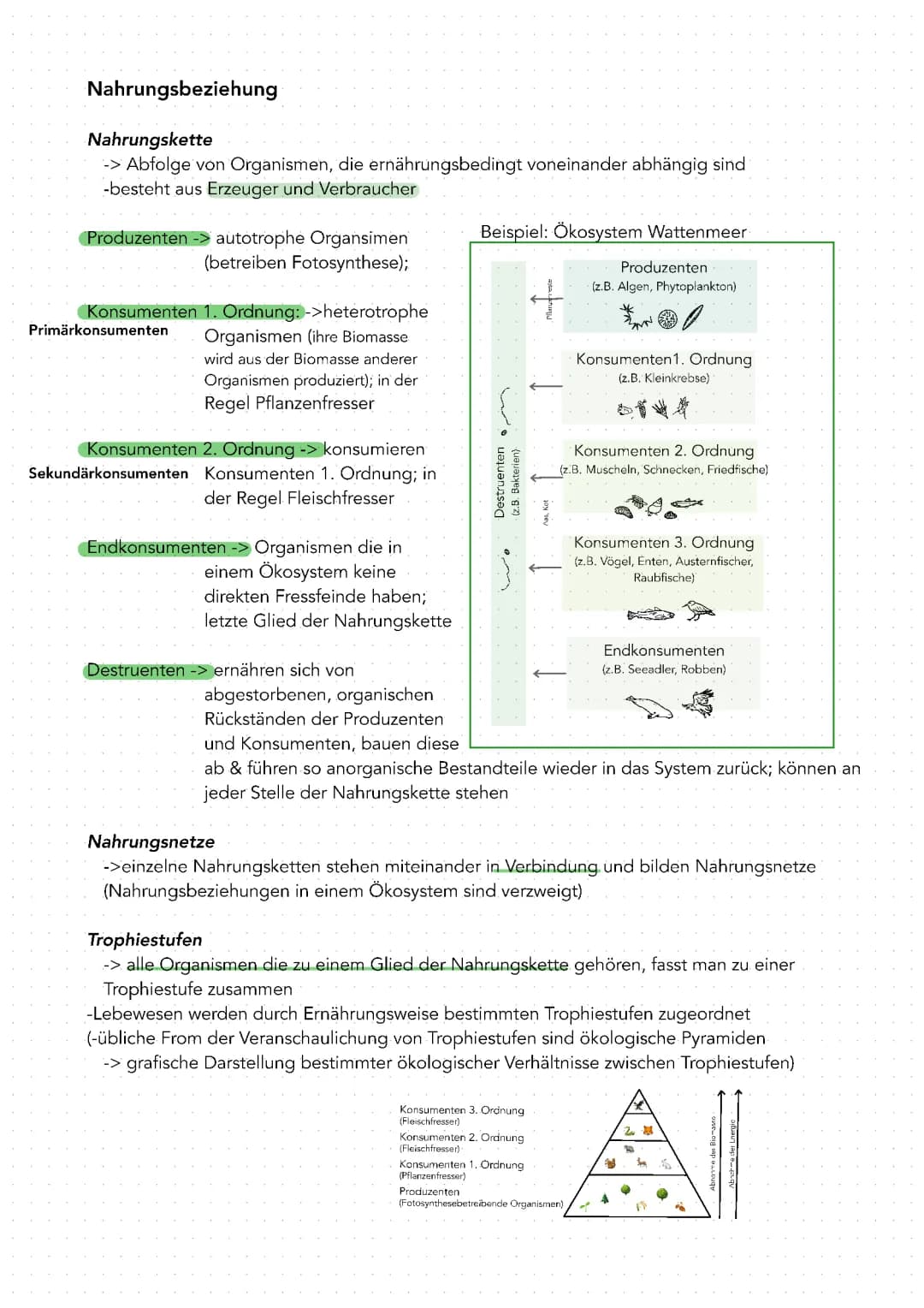 Nahrungsbeziehung (Ökologie)