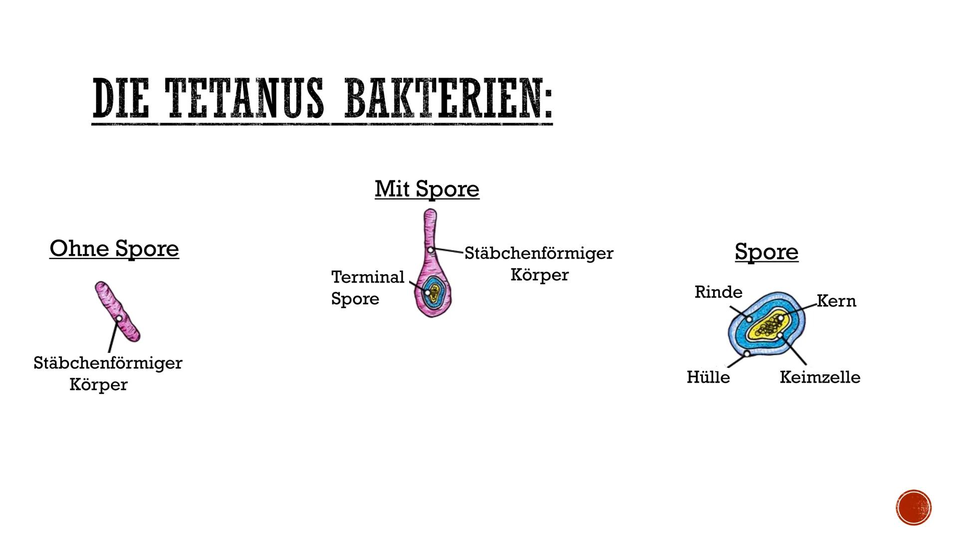 # TETANUS

-PRÄSENTATION- # INHALTSVERZEICHNIS:

- Was ist Tetanus?
- Wie kann man sich mit Tetanus infizieren?
- Die Tetanus Bakterien
- Wa