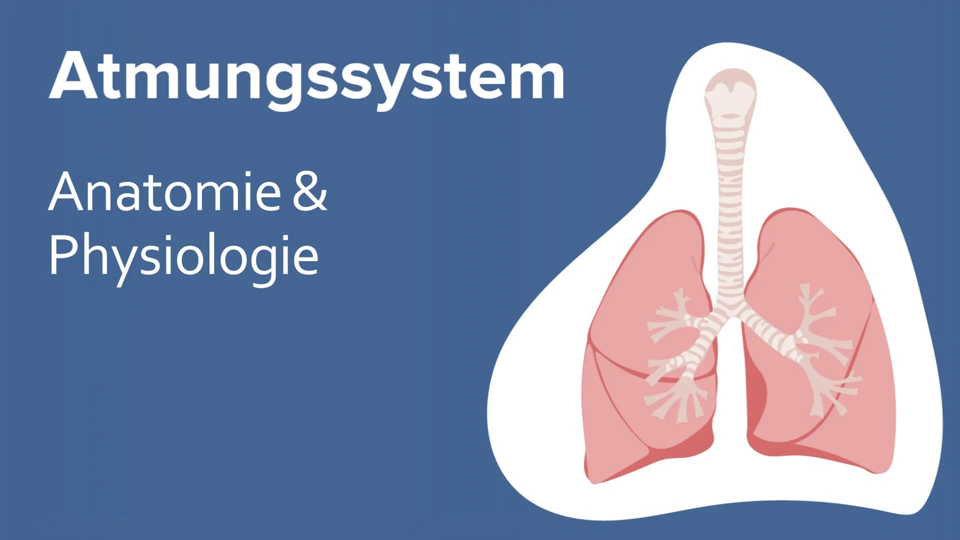 Atmungssystem
Anatomie &
Physiologie Gliederung
1. Anatomie
• Obere und untere Atemwege
●
Nase
●
●
Rachen
• Kehlkopf
●
Luftröhre
• Bronchien