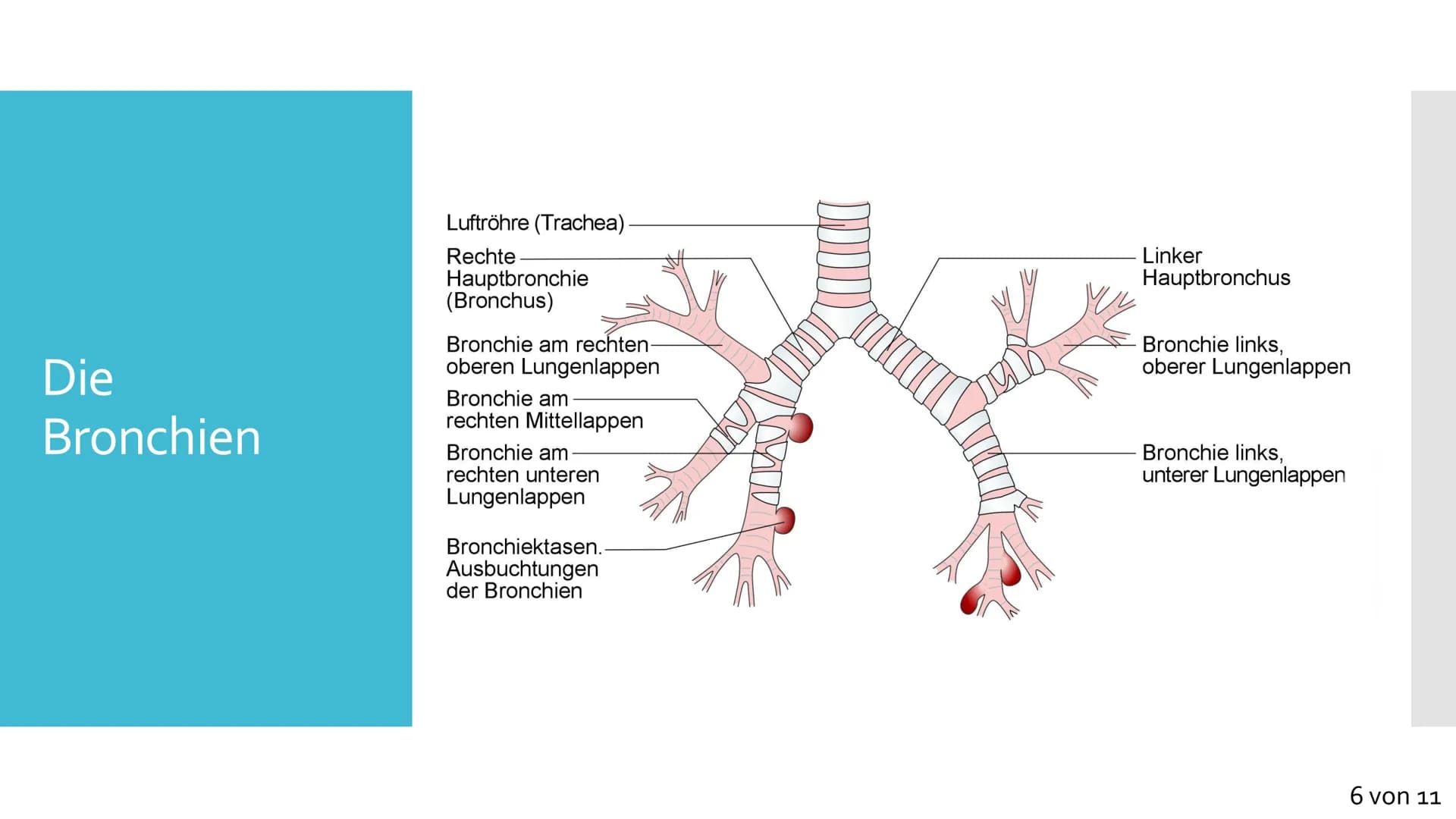 Atmungssystem
Anatomie &
Physiologie Gliederung
1. Anatomie
• Obere und untere Atemwege
●
Nase
●
●
Rachen
• Kehlkopf
●
Luftröhre
• Bronchien