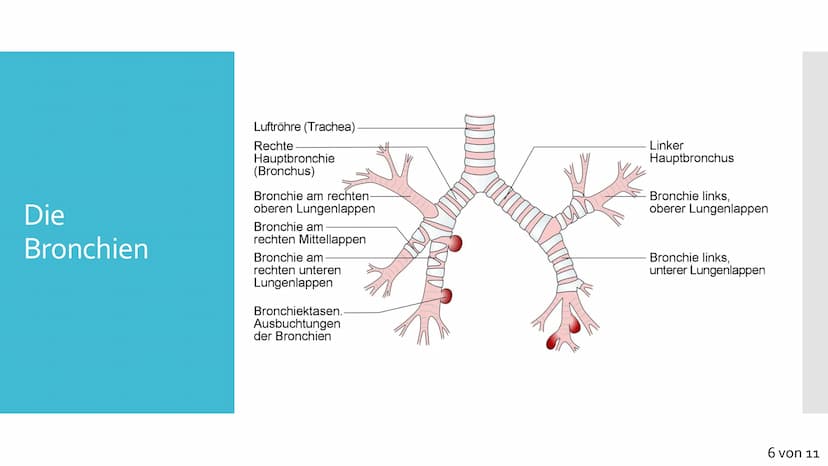Atmungssystem
Anatomie &
Physiologie Gliederung
1. Anatomie
• Obere und untere Atemwege
●
Nase
●
●
Rachen
• Kehlkopf
●
Luftröhre
• Bronchien