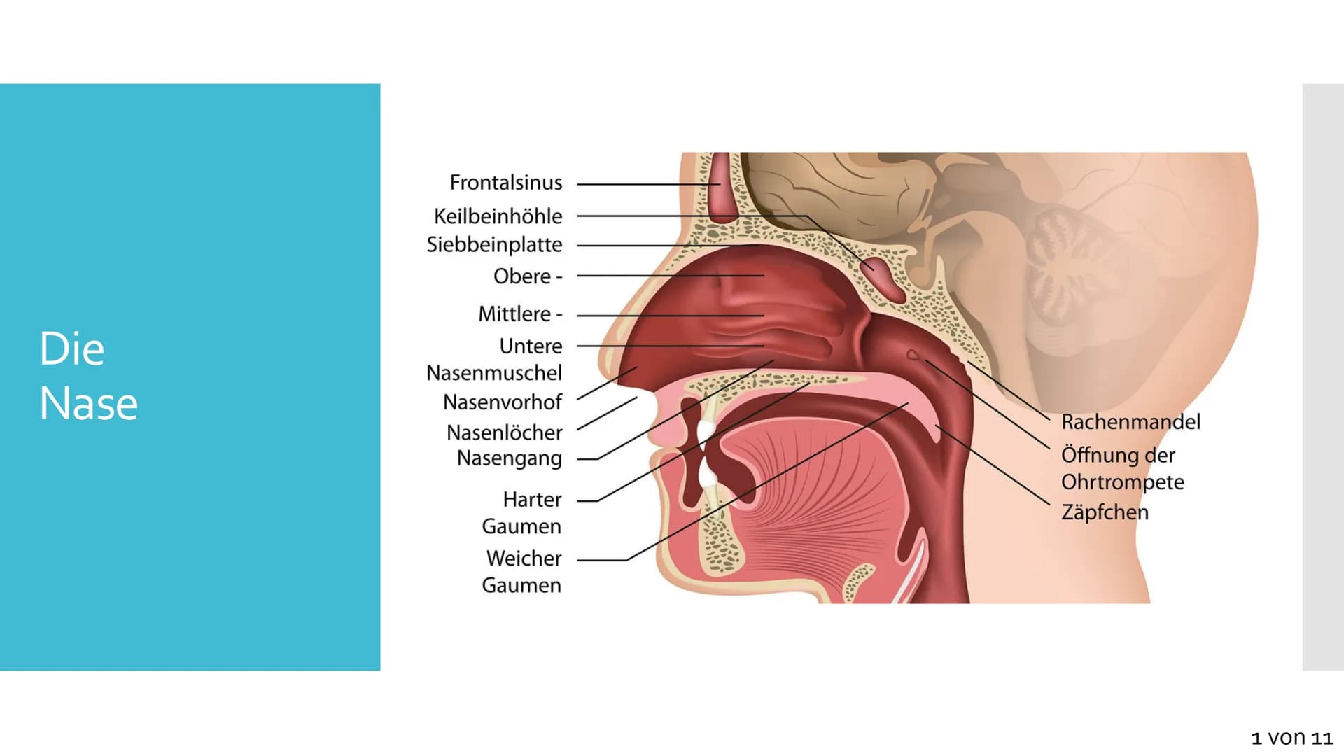 Atmungssystem
Anatomie &
Physiologie Gliederung
1. Anatomie
• Obere und untere Atemwege
●
Nase
●
●
Rachen
• Kehlkopf
●
Luftröhre
• Bronchien