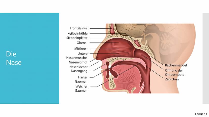 Atmungssystem
Anatomie &
Physiologie Gliederung
1. Anatomie
• Obere und untere Atemwege
●
Nase
●
●
Rachen
• Kehlkopf
●
Luftröhre
• Bronchien
