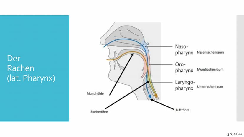 Atmungssystem
Anatomie &
Physiologie Gliederung
1. Anatomie
• Obere und untere Atemwege
●
Nase
●
●
Rachen
• Kehlkopf
●
Luftröhre
• Bronchien
