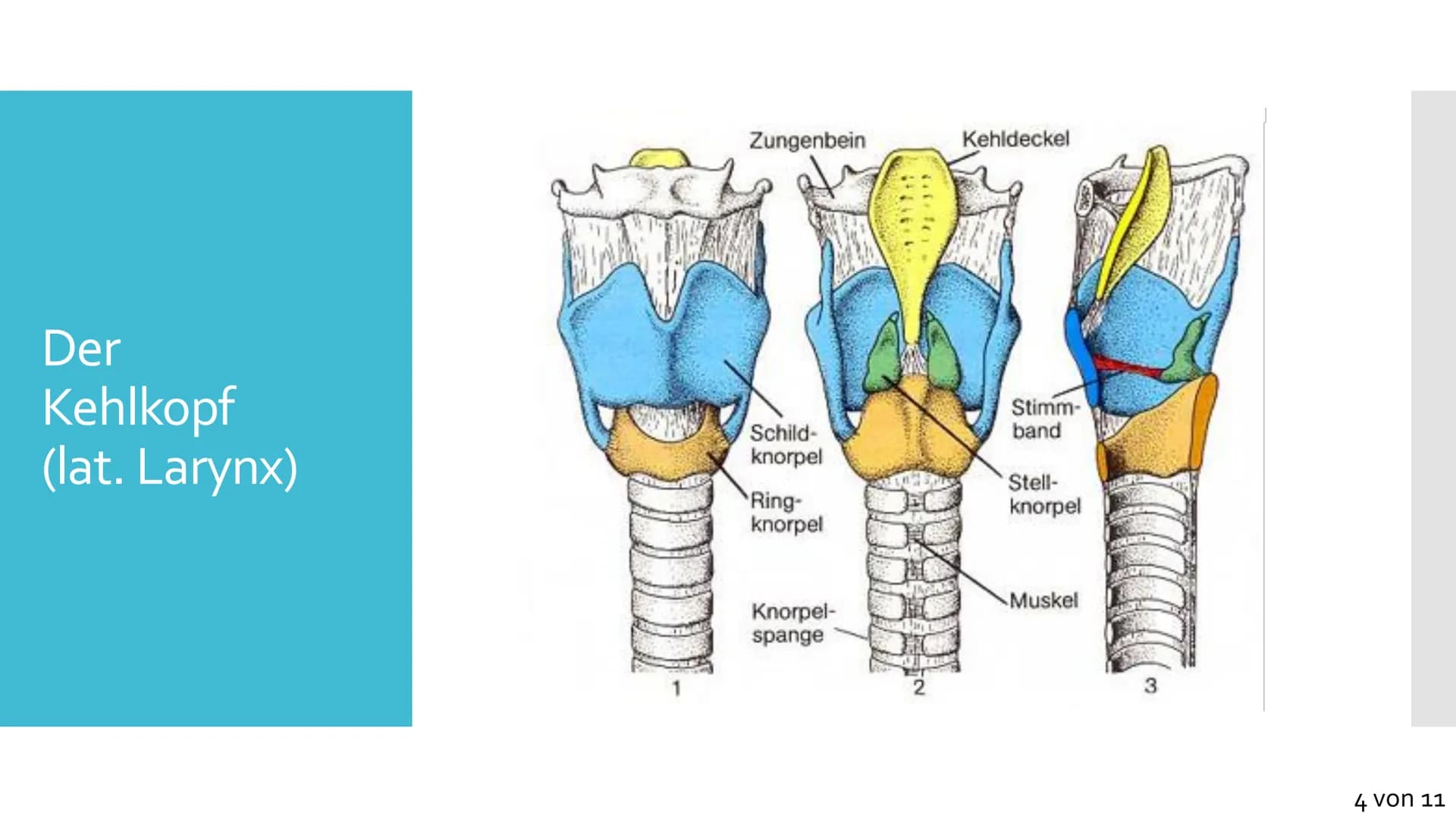 Atmungssystem
Anatomie &
Physiologie Gliederung
1. Anatomie
• Obere und untere Atemwege
●
Nase
●
●
Rachen
• Kehlkopf
●
Luftröhre
• Bronchien