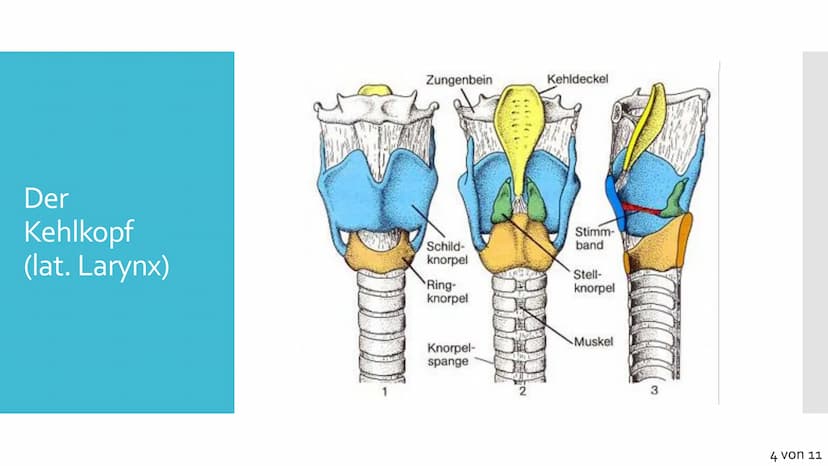 Atmungssystem
Anatomie &
Physiologie Gliederung
1. Anatomie
• Obere und untere Atemwege
●
Nase
●
●
Rachen
• Kehlkopf
●
Luftröhre
• Bronchien